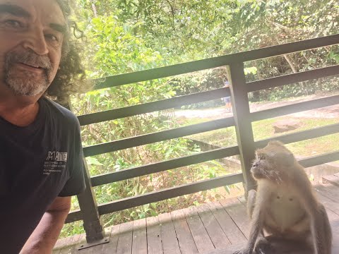 Botanikus a konyhában - 482. - noni gyömölcs (Moringa citrifolia)