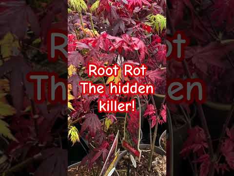 Root Rot - Japanese maple trees, growing tips #japanesemaple #plants #japanesetree #gardening #maple