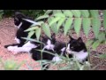 Tuxie The Tuxedo Cat Nursing Her Two Cute Kittens