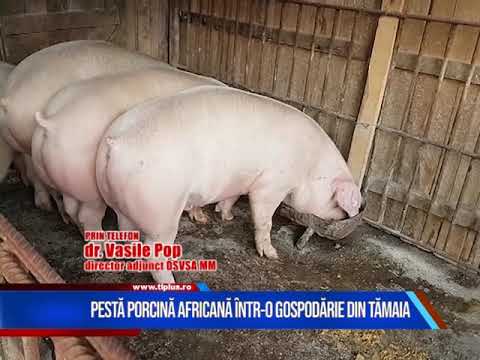 Pestă porcină africană în Tămaia