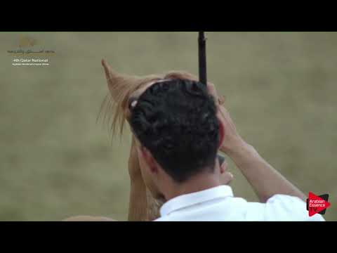 N.79 NASSER AL THAHAB - 2019 Qatar Nat. Peninsula show - Yearling Colts (Class 4A) .mp4