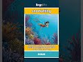 snorkelling - swimming while breathing th... video thumbnail