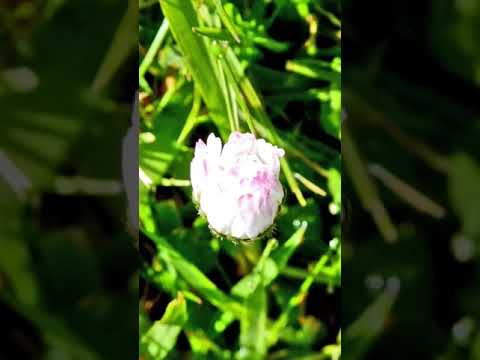 Manika mange flower #shorts #trending #naturetouch