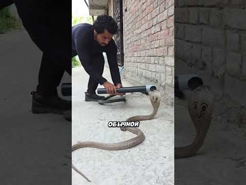 ОН ПРОСТО МАГСИТР ЗМЕЙ..!