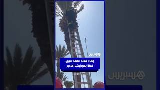 في مبادرة لقيت استحسان الحاضرين.. رجال الوقاية المدنية ينقذون قطة علِقت فوق نخلة بكورنيش أكادير thumbnail