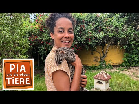 Heimlich schleicht die Ginsterkatze | Reportage für Kinder | Pia und die wilden Tiere