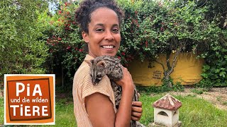 Download lagu Heimlich schleicht die Ginsterkatze | Reportage für Kinder | Pia und die wilden Tiere mp3
