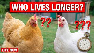 Which Chicken Lives the Longest? You Might Be Surprised! (LIVE Q&A)