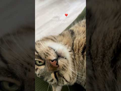 Terry❤️ #cat #terry #thecatterry #catlife #kitten #batumi #georgia #cutecat #weekend