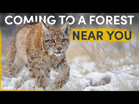 How the Lynx is silently spreading all over Europe