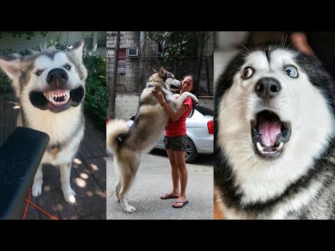 Husky The Drama Queen - Funny Animals 2024 | Funniest Dog