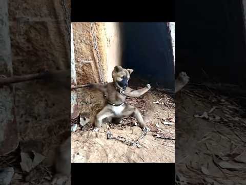 #ytshortsviral | Shaolin Dog 😆😅😂#dogfunny  #catquarrel #recordcatdaily #this #catshorts