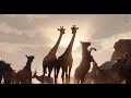 Lion King As Bahubali 2 Trailer Lion King Trailer Funny