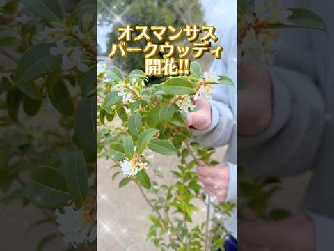 メンテナンス不要のローズマリーの芳香植物の香りのよい庭園