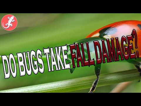 Do Spiders Take Fall Damage