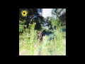 Rex Orange Country Sunflower