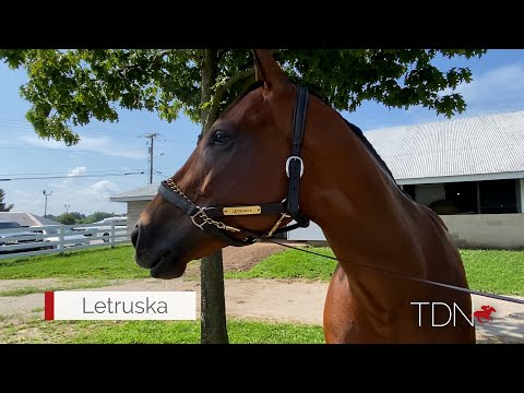 Letruska Sends Trainer Fausto Gutierrez to New Heights