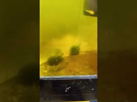 Phyllobates Terribilis Orange Tadpole Care Guide