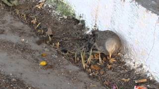 preview picture of video 'Brave Little Bird With One Damaged Leg Enjoying Its Meal On Bibinagar Railway Platform.'