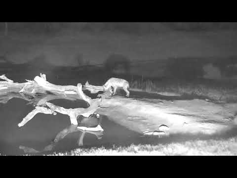 Djuma: Guinea Fowls audio, then lone Hyena also shows up - 04:52 - 01/29/19