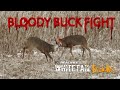 Bloody Buck Fight
