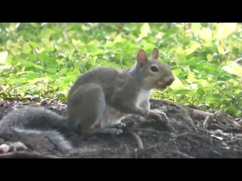 nature in my backyard episode 203 (HD)