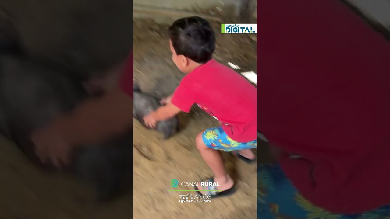 Porquinho dá show de birra ao brincar com criança