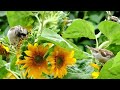 Tomorrow The Birds Will Sing Be Brave Face Life Charlie Chaplin Wildlife Animals Pets
