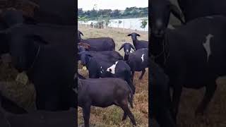 Nossa! Olha o tanto de cabrita 😂😂