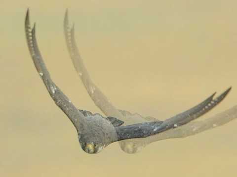 Vlatko Stefanovski & Miroslav Tadić -- More Sokol Pie