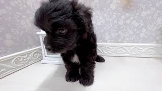 ハーフ犬の動画01