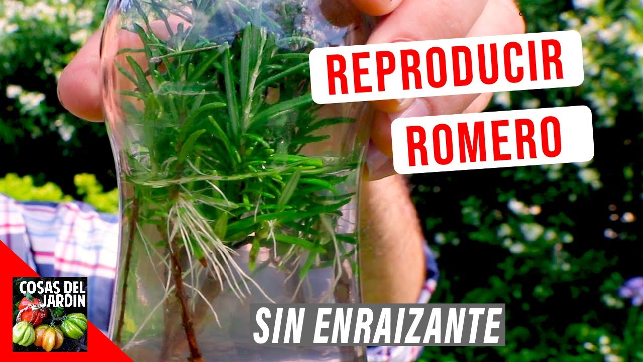 Ver video en YouTube