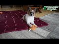 Papillon dogs for sale: Oliver - Video 1