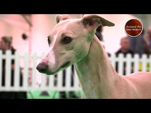 Around the Dog World - Best of 2016 (Episode 63)