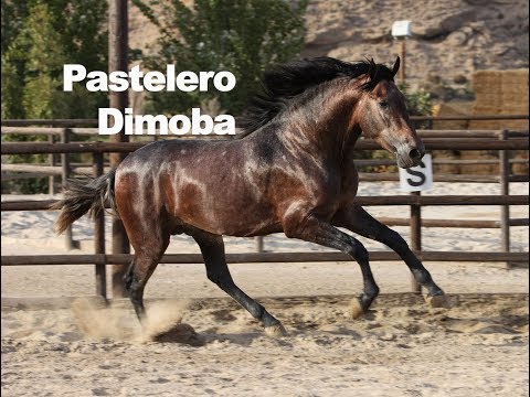Pastelero Dimoba (Publicado 9-9-2018)