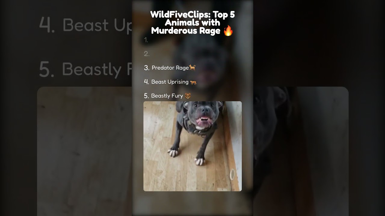 WildFiveClips: Top 5 Angry Animals Ready to ATTACK! 🐾🔥