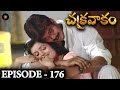 Episode 176 Chakravakam Telugu Daily Serial