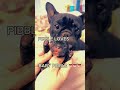 BABY PIBBLE LOVES A Bellay Wash Pibble Meme Dog Instagram