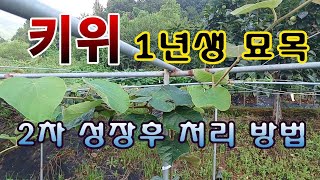 [텃밭농부. 1,199]  1년생 키위나무의 2차 성장후 처리 방법 #키위재배