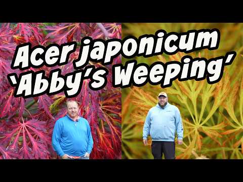 Acer japonicum 'Abby’s Weeping' Dwarf Full Moon Japanese Maple