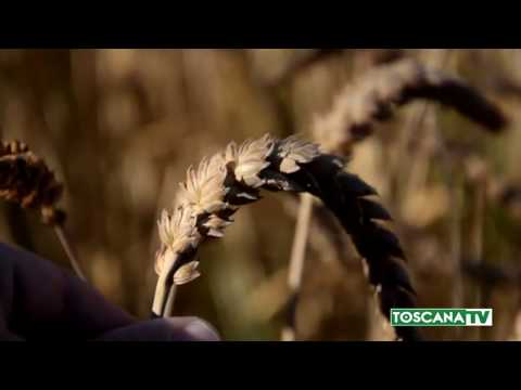 2017-07-28 BAGNO A RIPOLI - ALL'ANTELLA RIVIVE LA FESTA DELLA BATTITURA