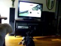 Angel Barking At Dog On Tv Mov