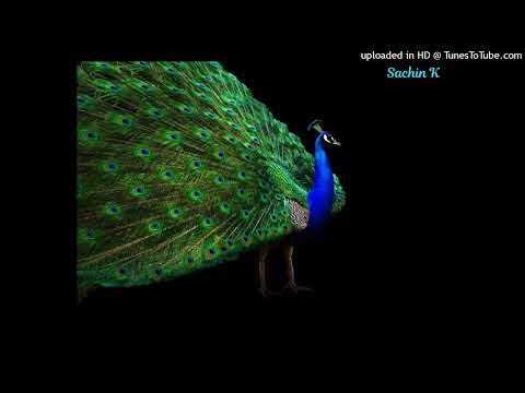 മയൂര നർത്തനമാടി.....Mayoora Narthanamaadi.....(Sachin)