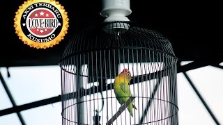 Download lagu SUARA BURUNG : Heboh Aksi Terbaru Love Bird Kusumo Di Kapolres Cup Sragen mp3