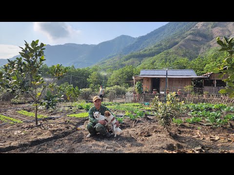 bought 3 automatic sprinklers, watering vegetables, making a dog house...