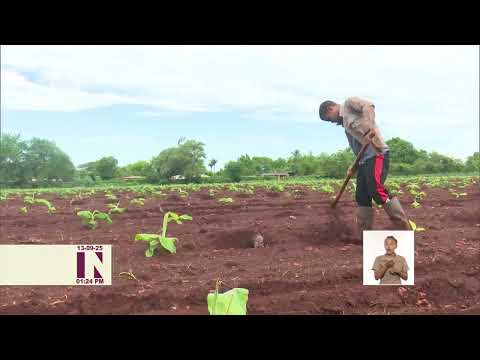 Vice primer ministro de Cuba evaluó optimización del sistema agrícola en Ciego de Ávila