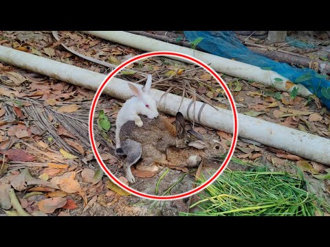 Rabbit scream - Pet Rabbit Meets Wild Rabbit For the First Time, Two different species