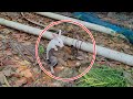 Rabbit Scream Pet Rabbit Meets Wild Rabbit For The First Time Two Different Species