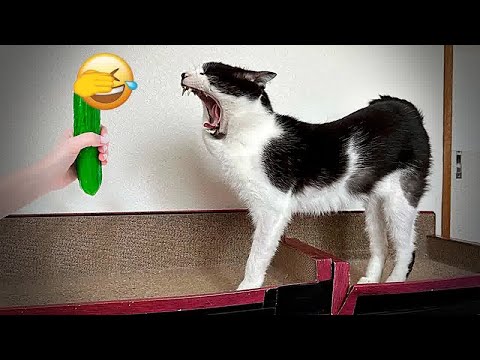 You Laugh You Lose😹Funniest Dogs and Cats 2024😻🐶