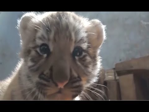 The Most Cute Cats Of The World EVER